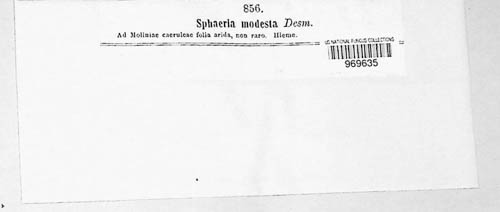 Leptosphaeria modesta image